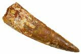Fossil Spinosaurus Tooth - Real Dinosaur Tooth #373731-1